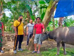 Vaksinasi PMK untuk Sapi di Desa Gumirih Kecamatan Singojuruh