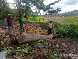 Geger Kasus Ilegal logging di Pantai Wisata Wonogoro, Warga Minta Usut Tuntas Keakar Rumput