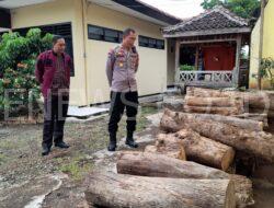 Polsek Klabang Amankan Puluhan Log Kayu Jati Hasil Illegal Logging
